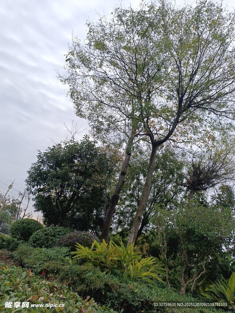 户外繁茂绿植景观