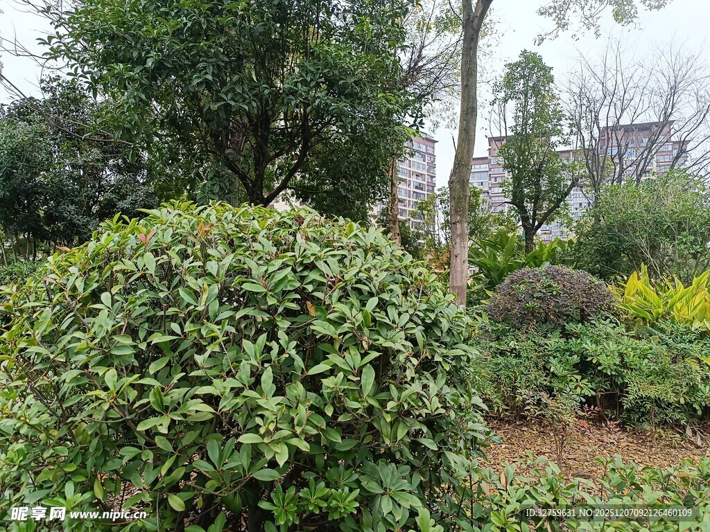 绿意盎然的园林植物景观