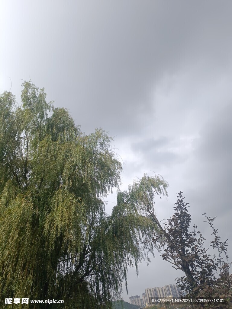 阴天下的垂柳与树木