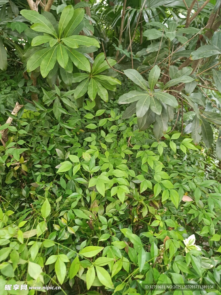 繁茂绿植景观