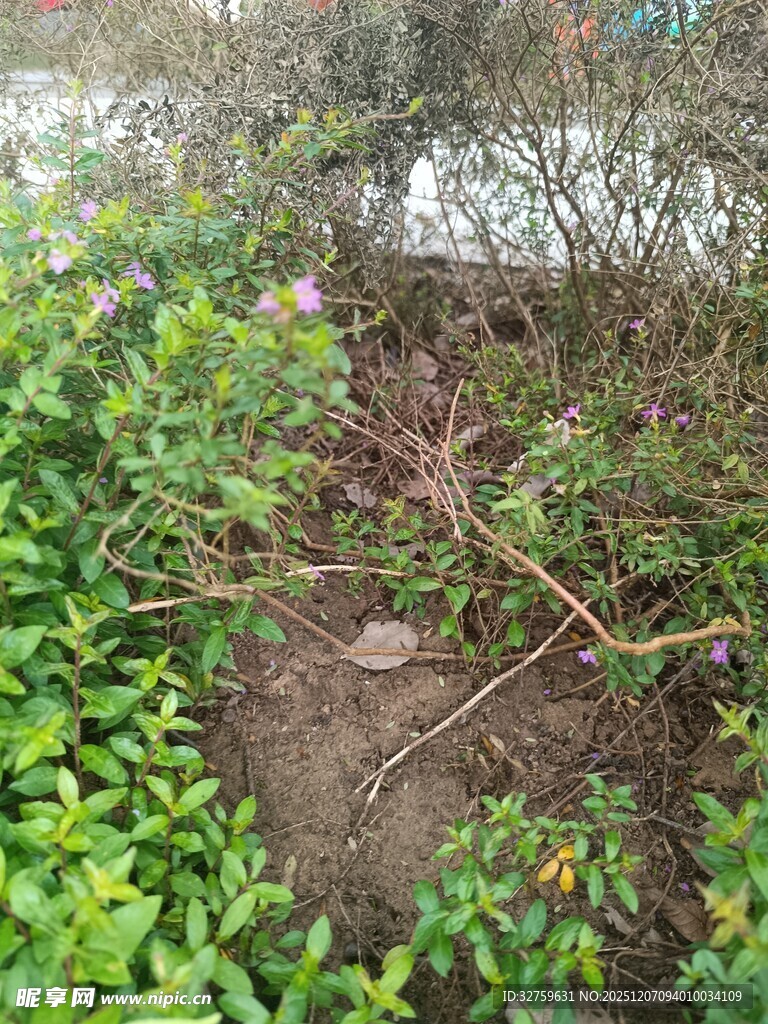 户外绿植丛生的自然场景