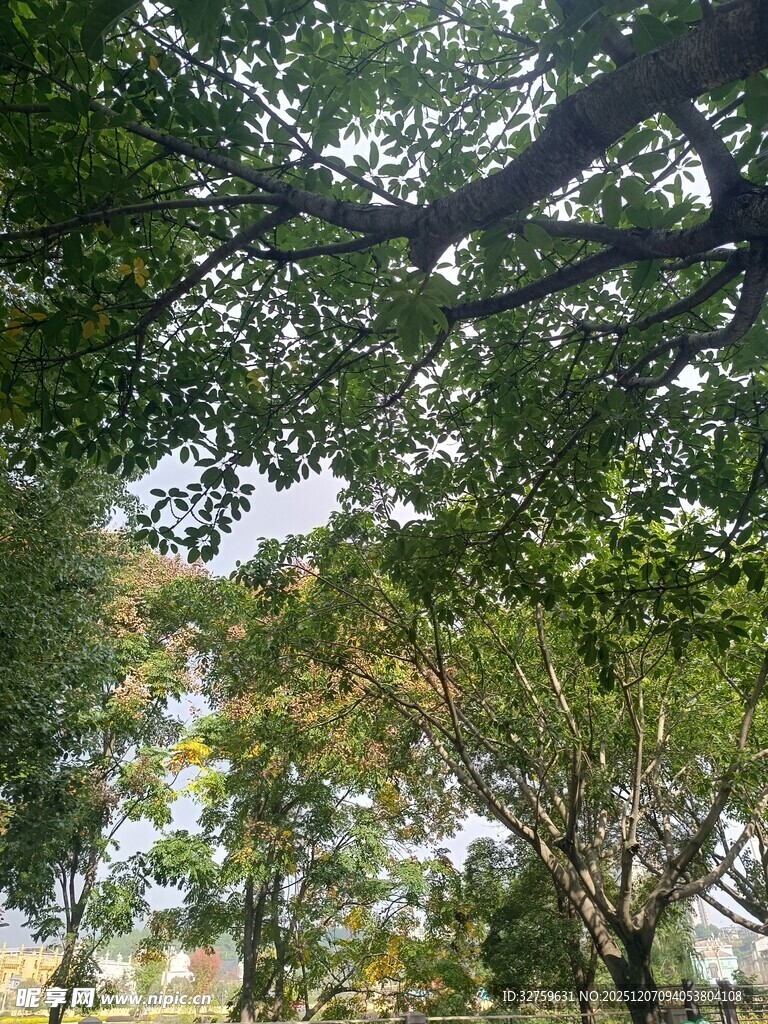 林间绿树成荫的美好景象