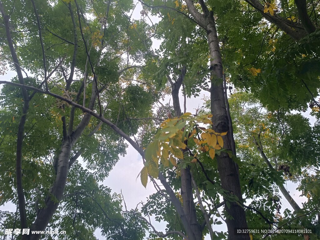 林间树梢间的朦胧天空