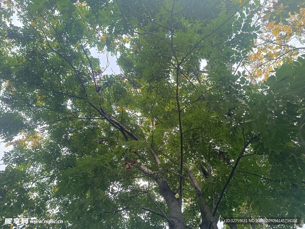 阳光下的繁茂绿树