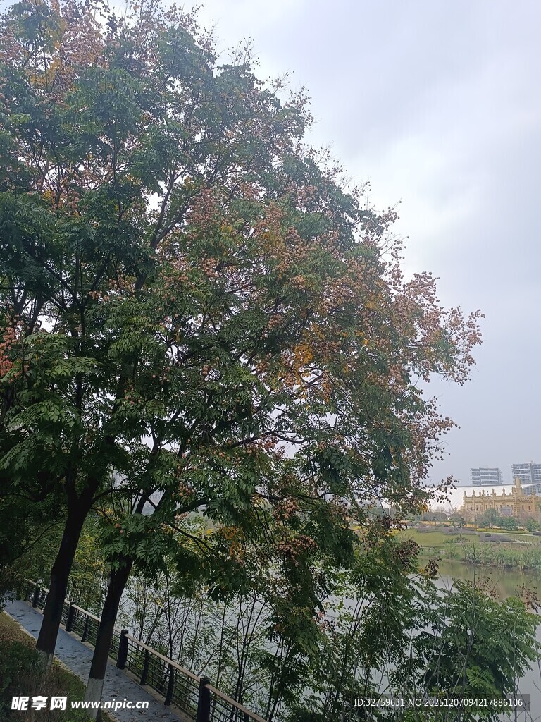 秋日湖边树木景致