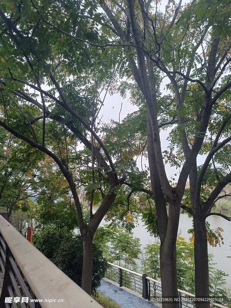 路边繁茂树木景观