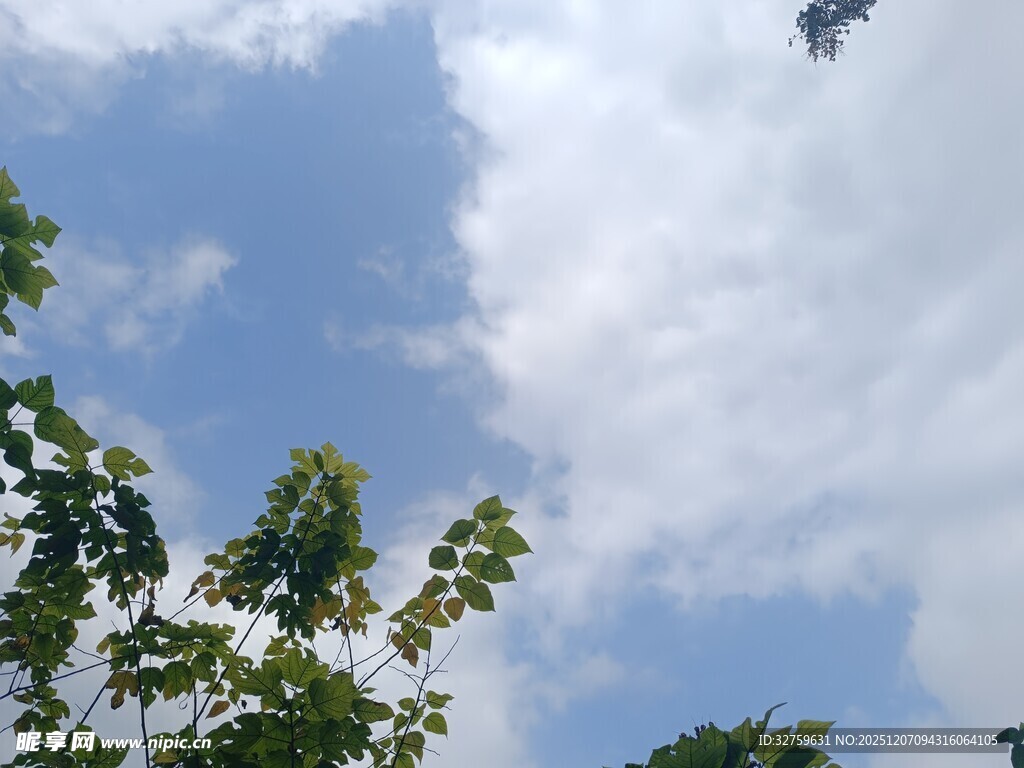 天空中飞鸟与绿树相映