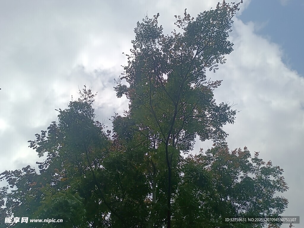 仰视葱郁树木与蓝天