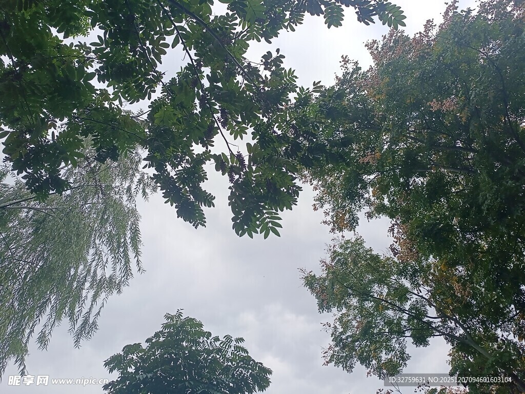 仰视繁茂枝叶间的天空
