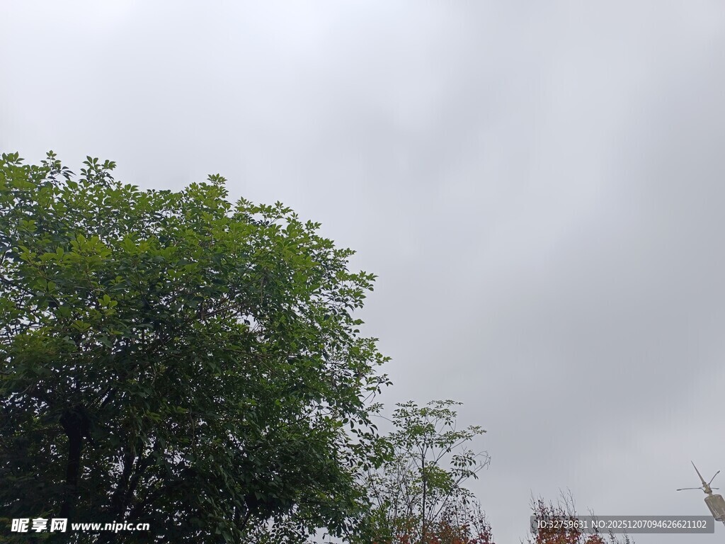 阴天中的绿树
