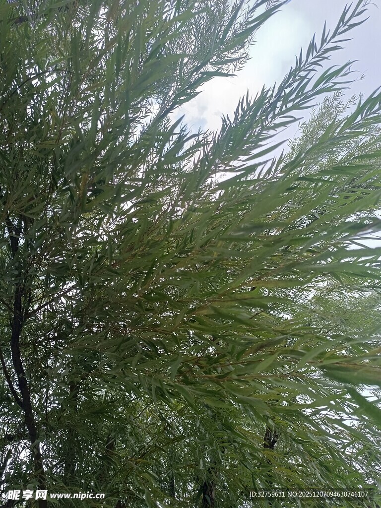 茂密葱郁的绿色树木景观