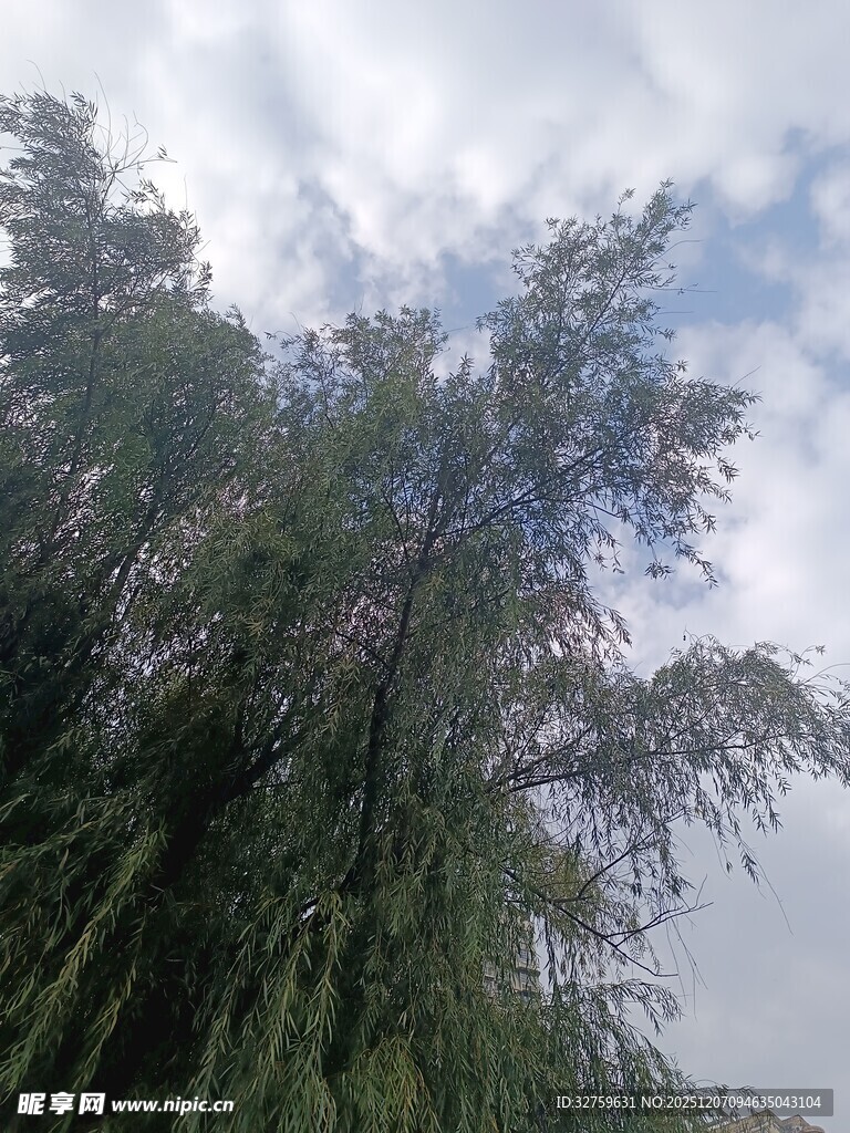 蓝天白云下的葱郁竹林