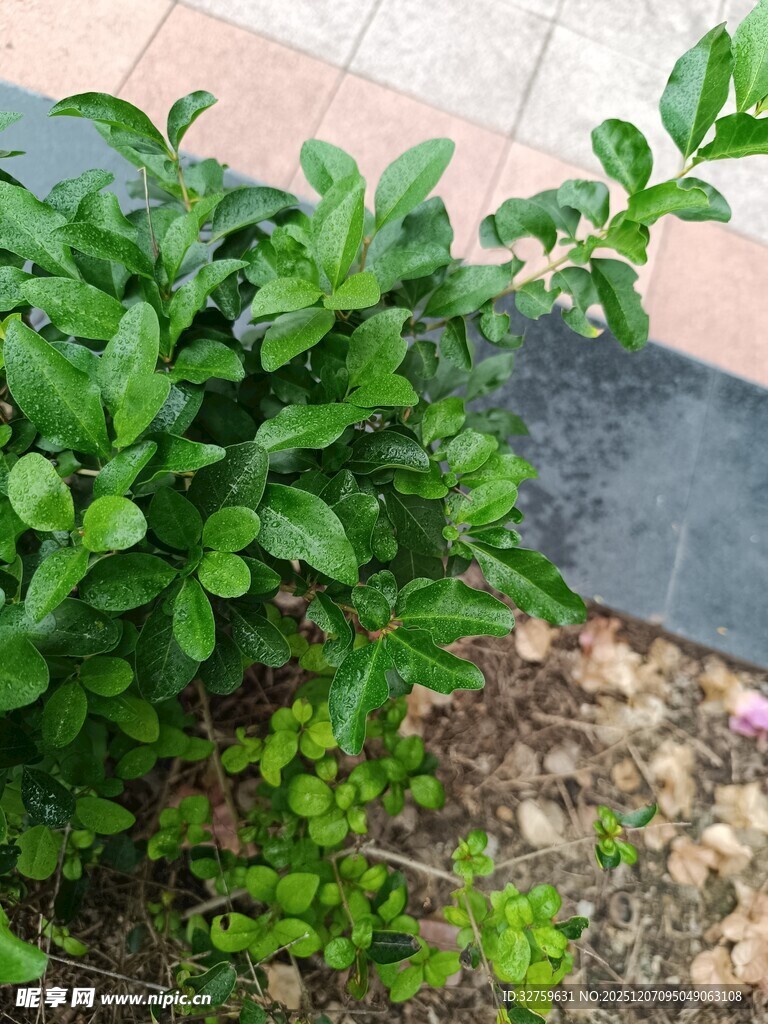 绿叶繁茂的户外绿植景观