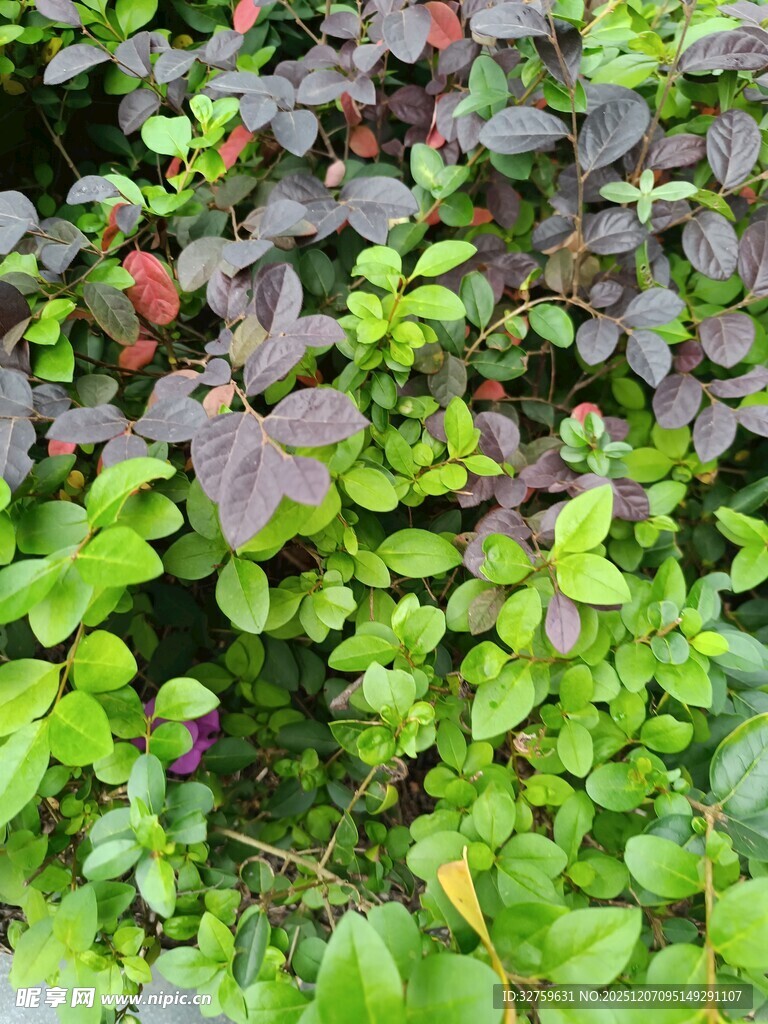 绿叶与紫叶交织的植物景观