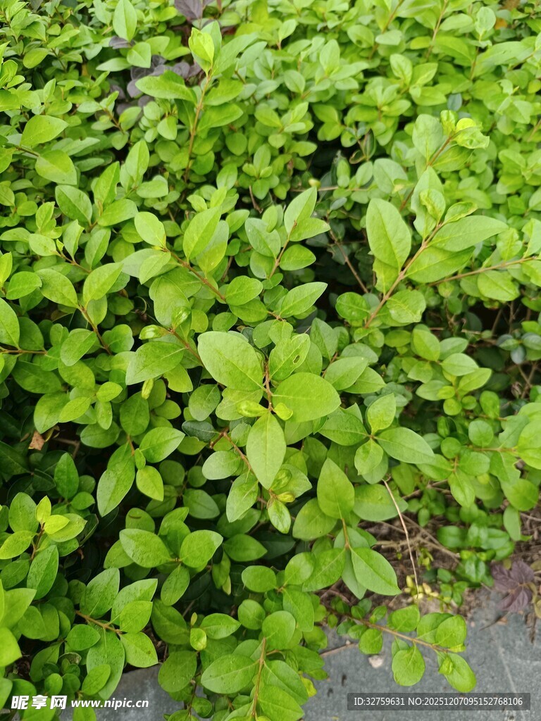 翠绿繁茂的低矮绿植