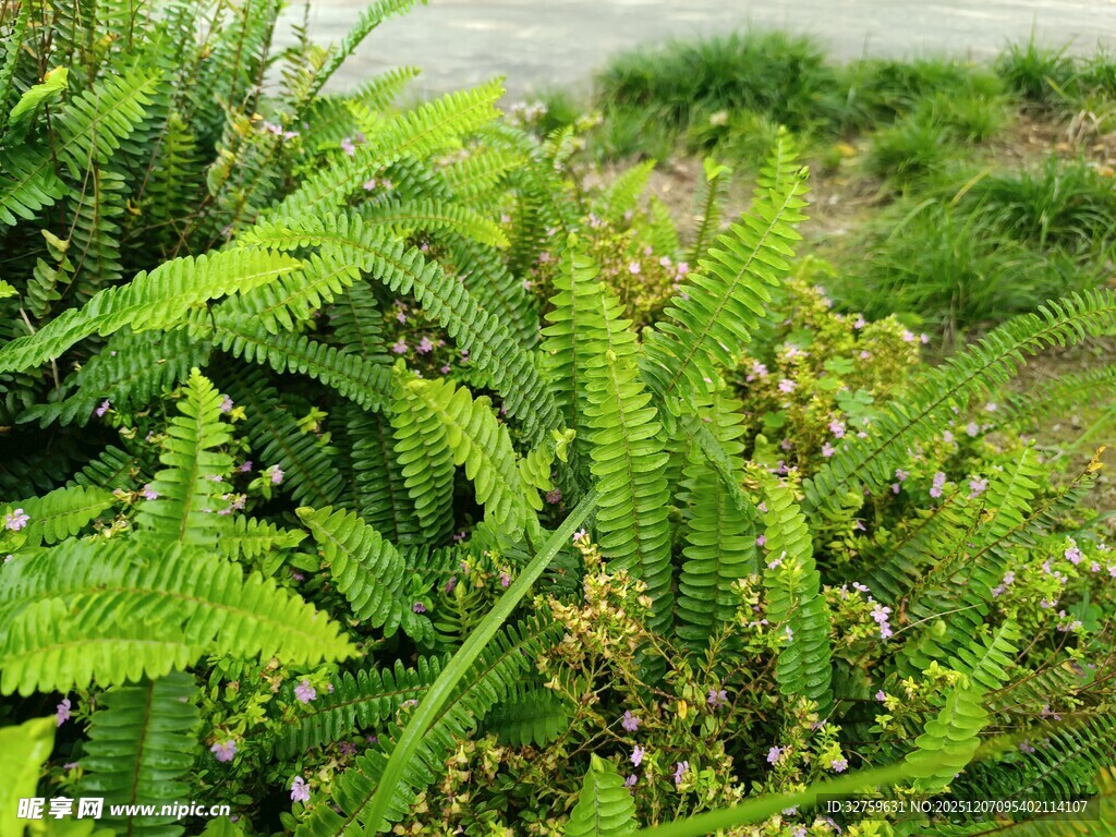 翠绿蕨类植物近景特写