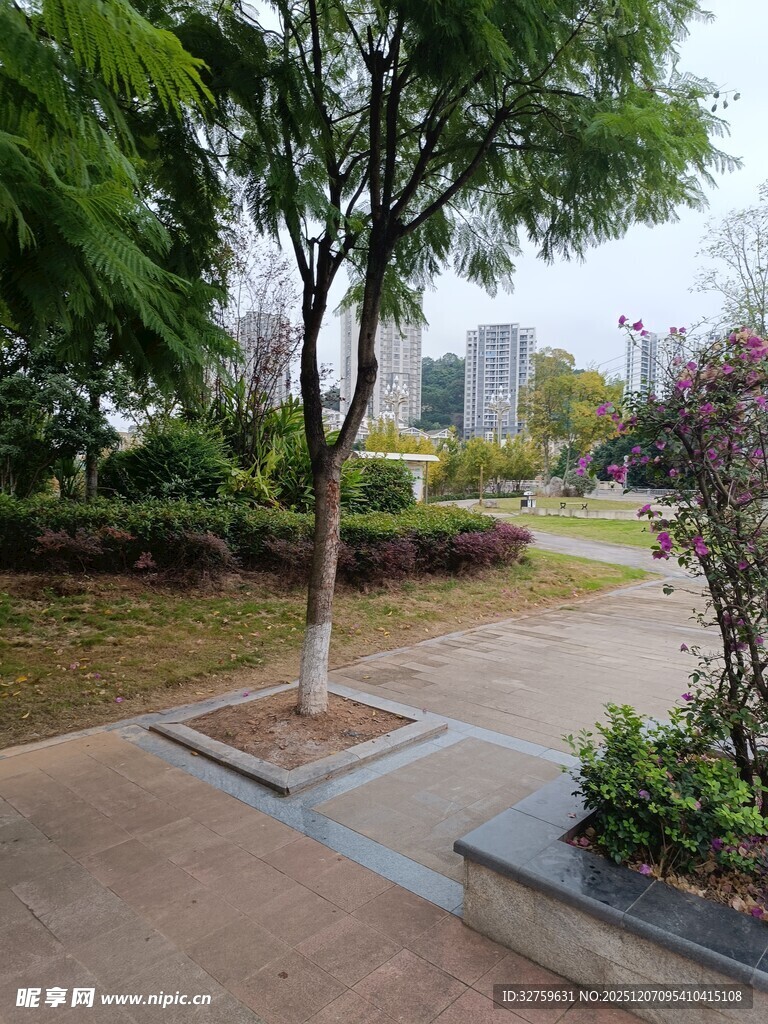 城市公园中的树木与步道