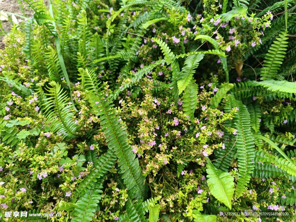 茂盛的蕨类植物群落