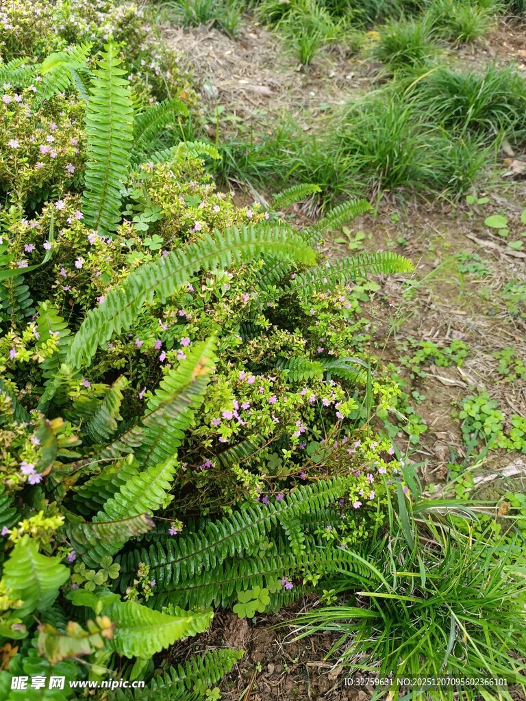 野外丛生的绿色植物