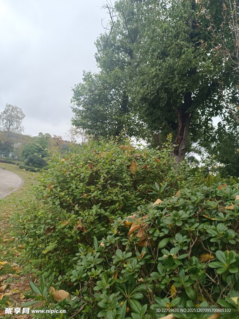 乡村路旁绿植景观