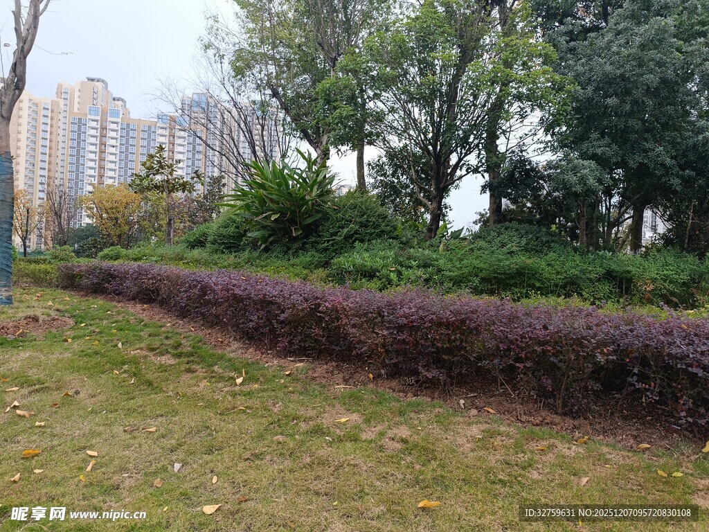 城市公园中的绿植景观