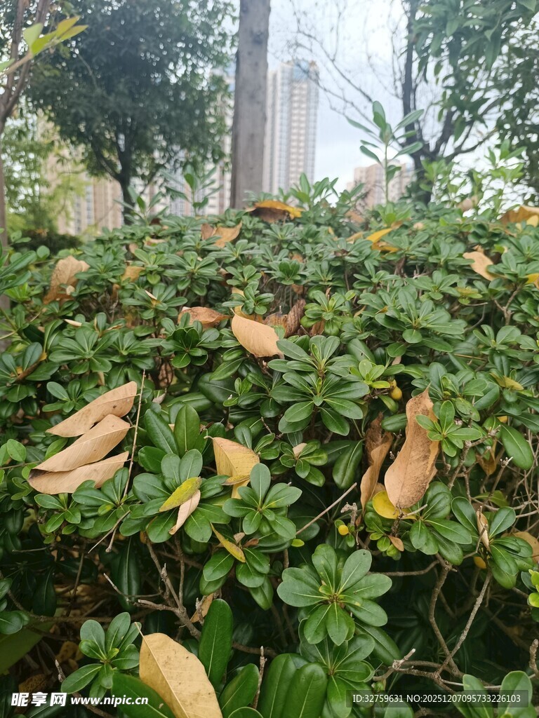 落叶覆于绿植之上