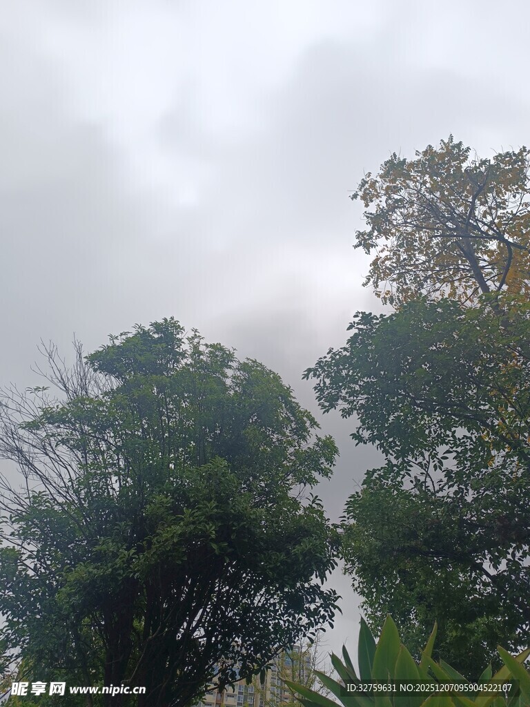 云雾中的葱郁树林