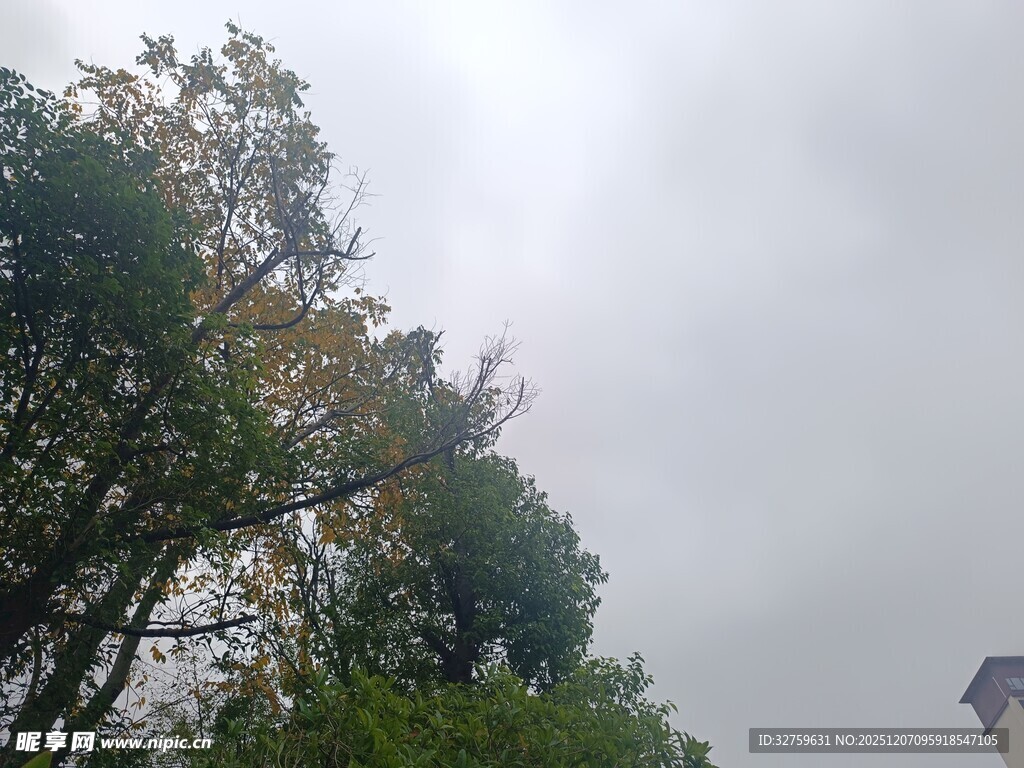 阴天中的繁茂树木