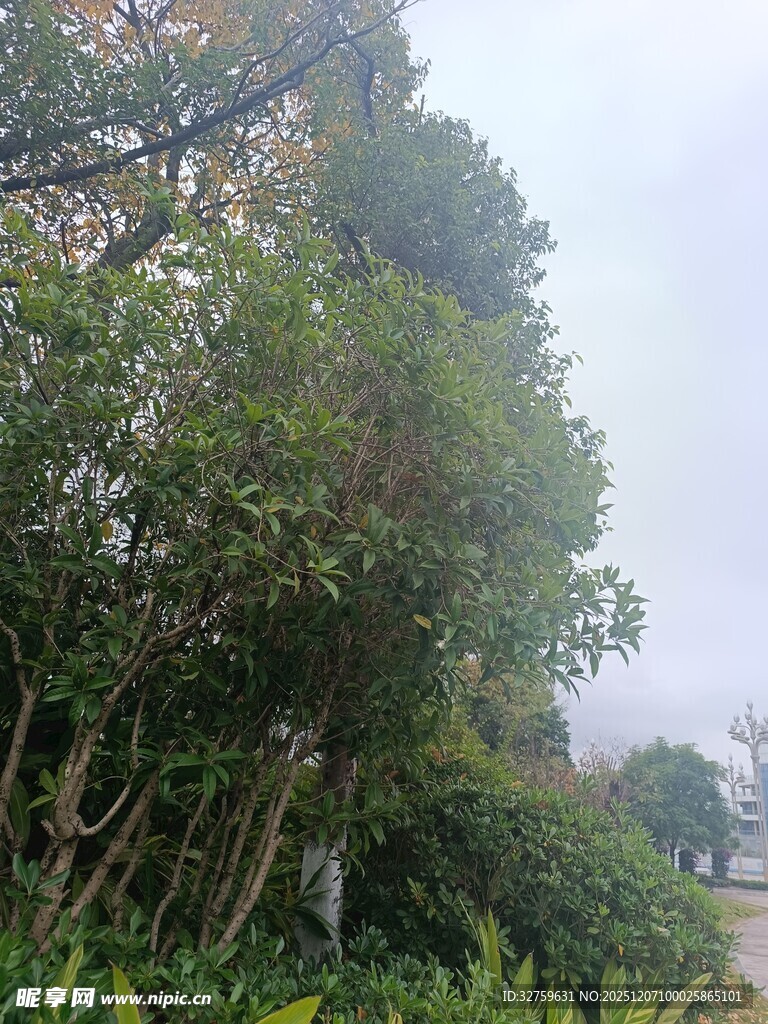 户外葱郁树木景观