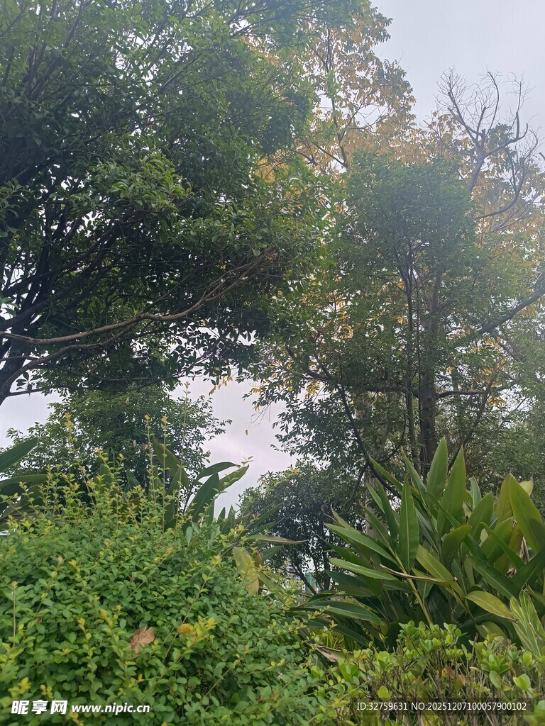 阳光洒落的茂密林间景象