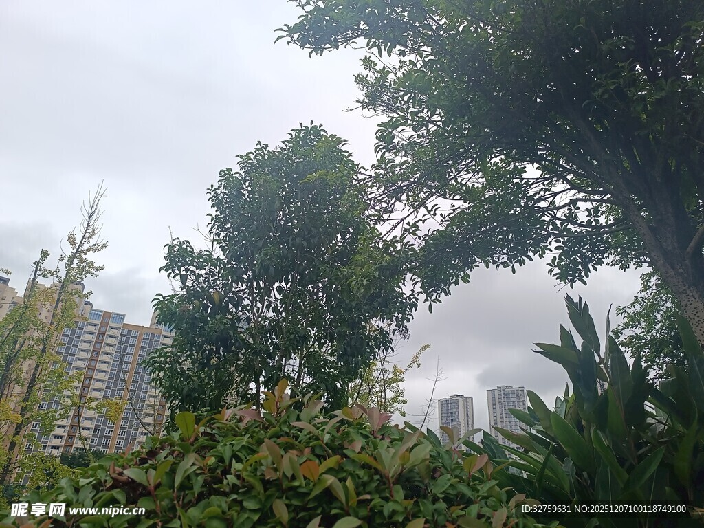 城市中的繁茂绿植景观