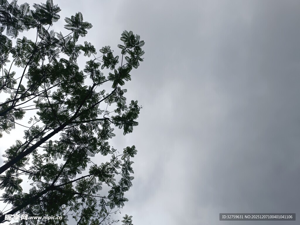 仰视天空下的繁茂树木