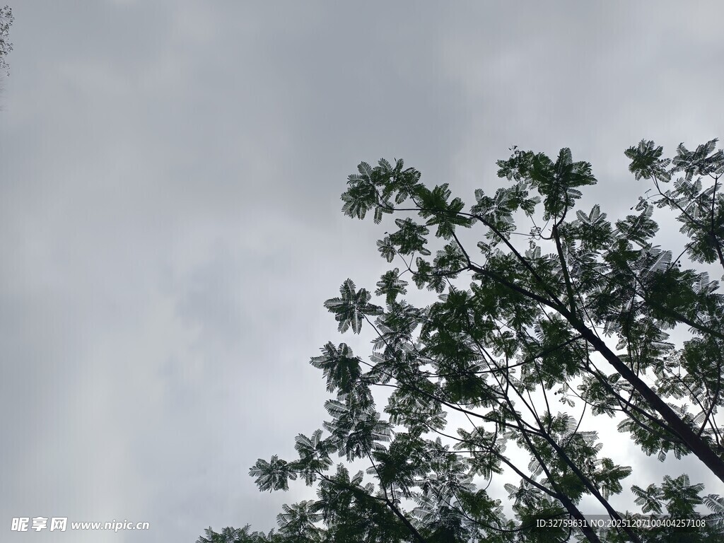 仰视天空下的繁茂树木