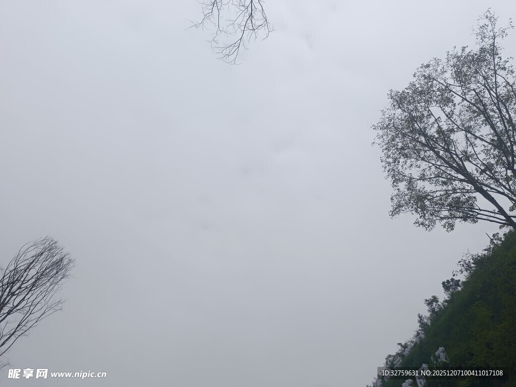 阴天中的树木景象