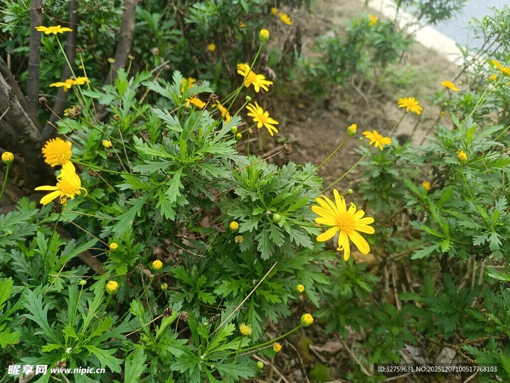 路边绽放的黄色美丽小花