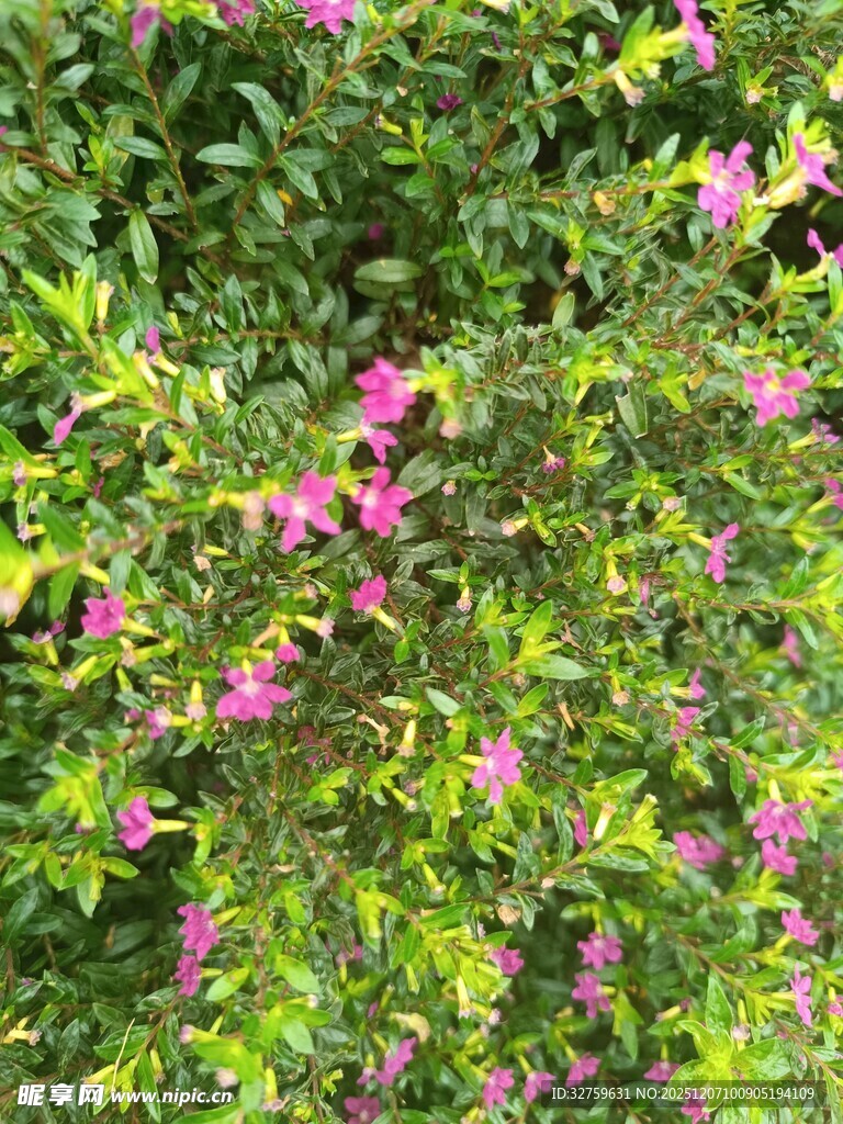 繁茂绿叶间的娇艳粉花