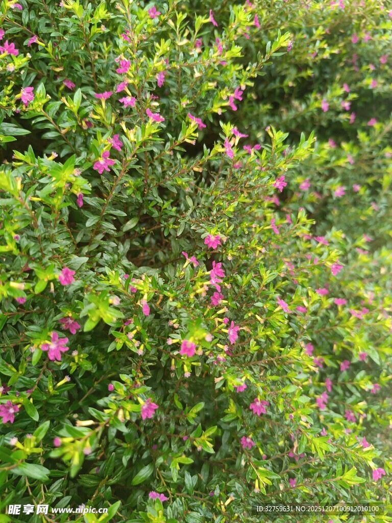 绿叶间绽放的娇艳小花