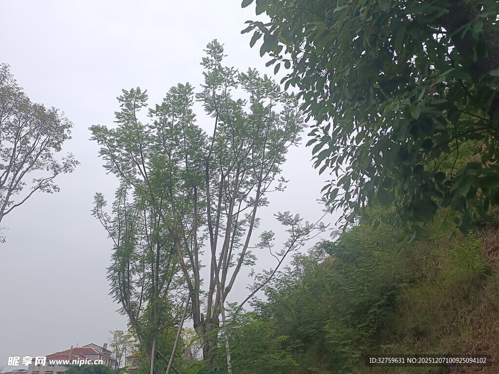 山坡上的树木与绿植