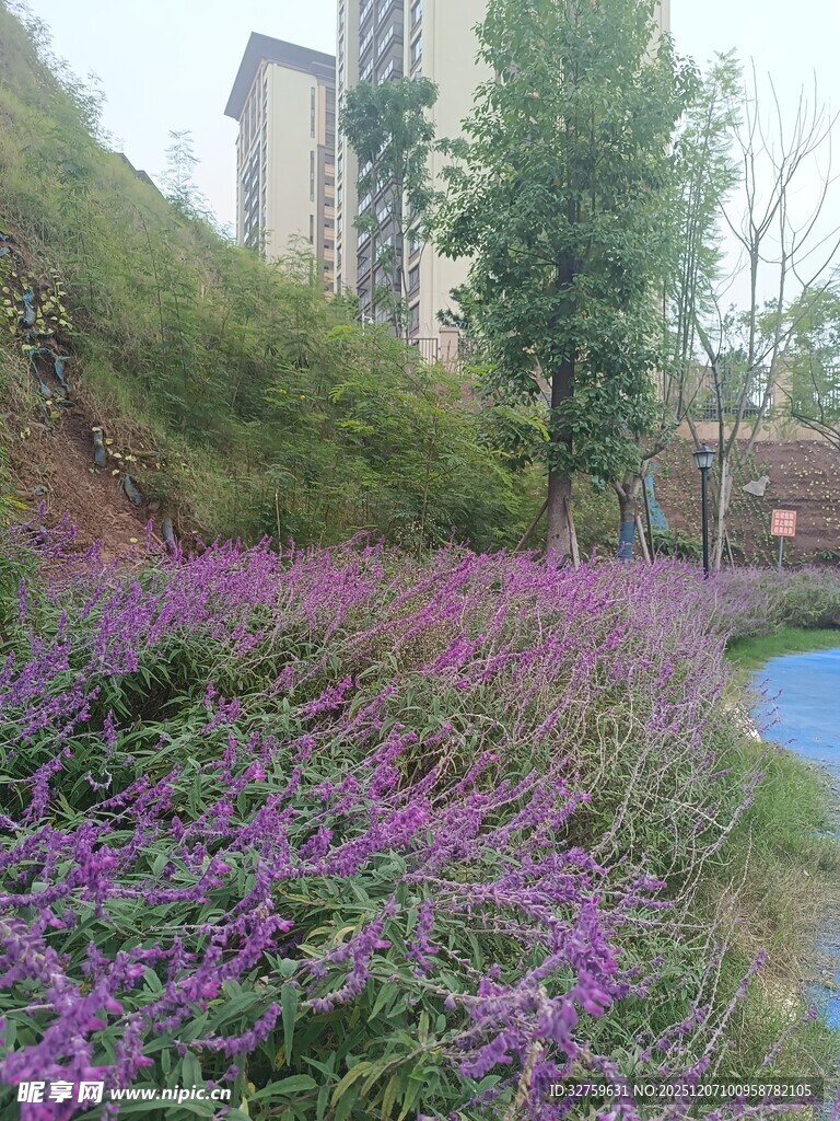 紫色花卉装点的城市角落