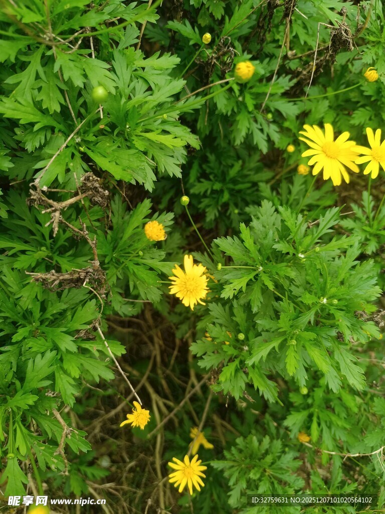 绿叶丛中绽放的黄色小花