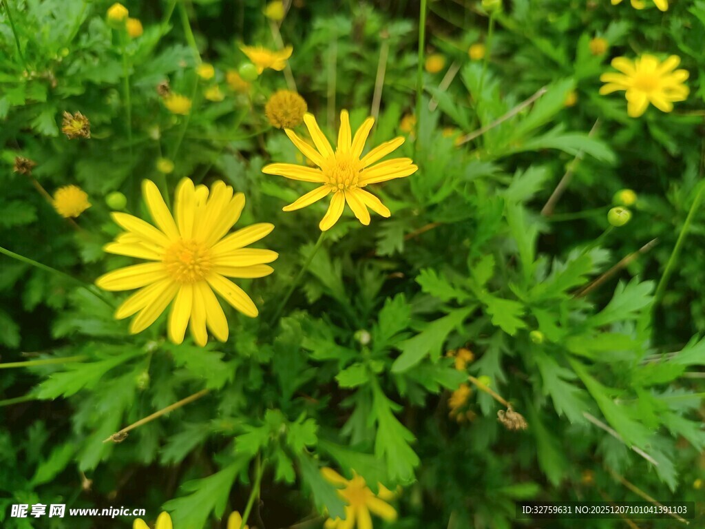 绽放的黄色小花
