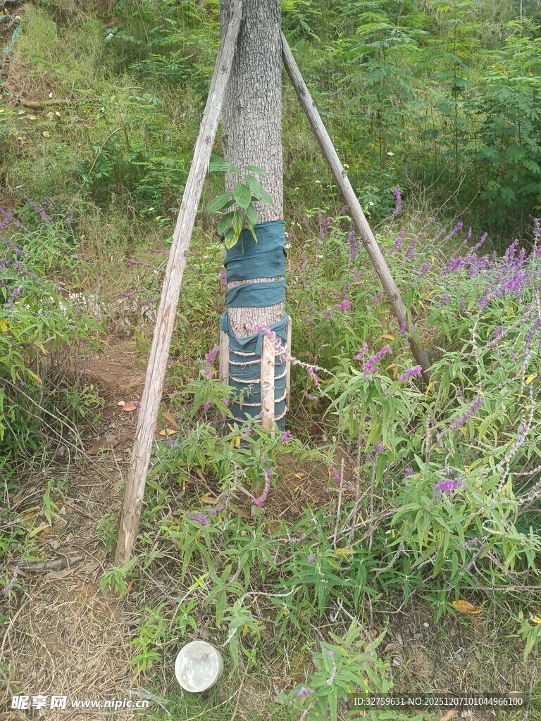 野外监测设备架于草木间