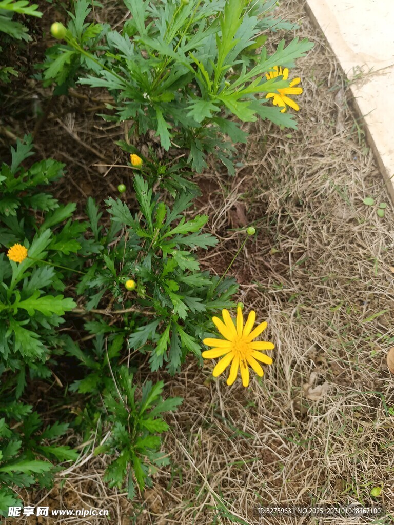 路边绽放的黄色小花