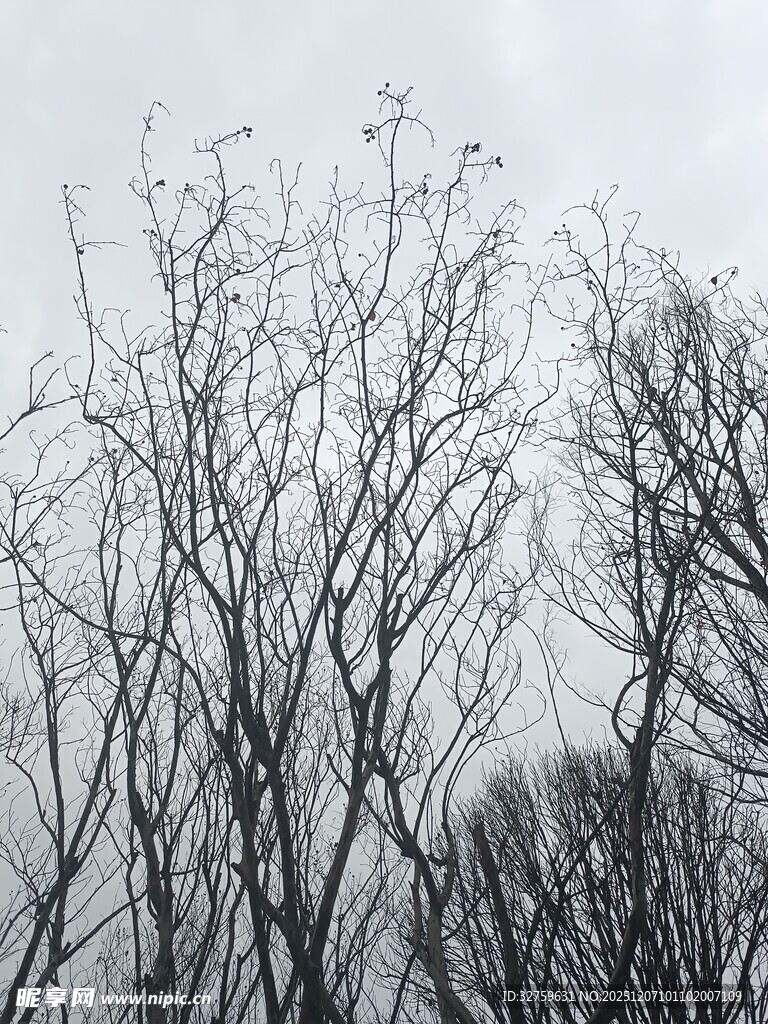 冬日枯树枝干景象