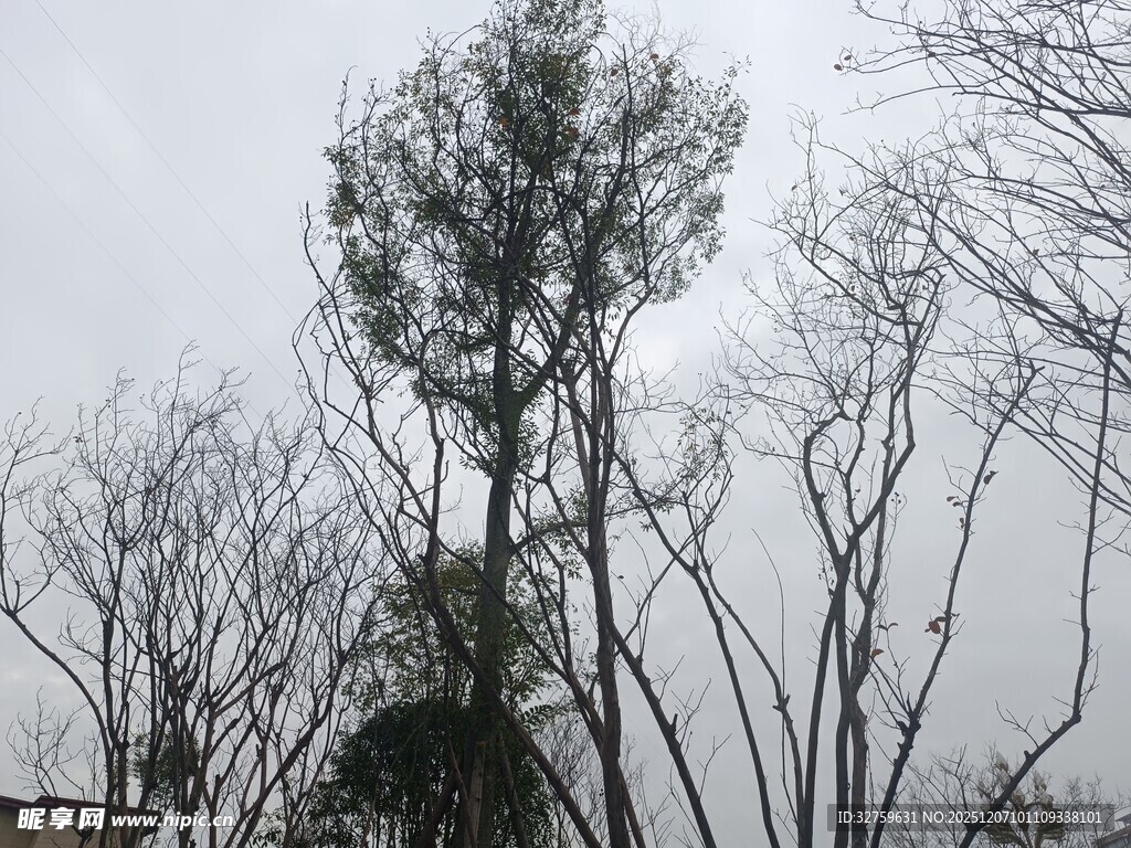 冬日枯树林中的挺拔绿树