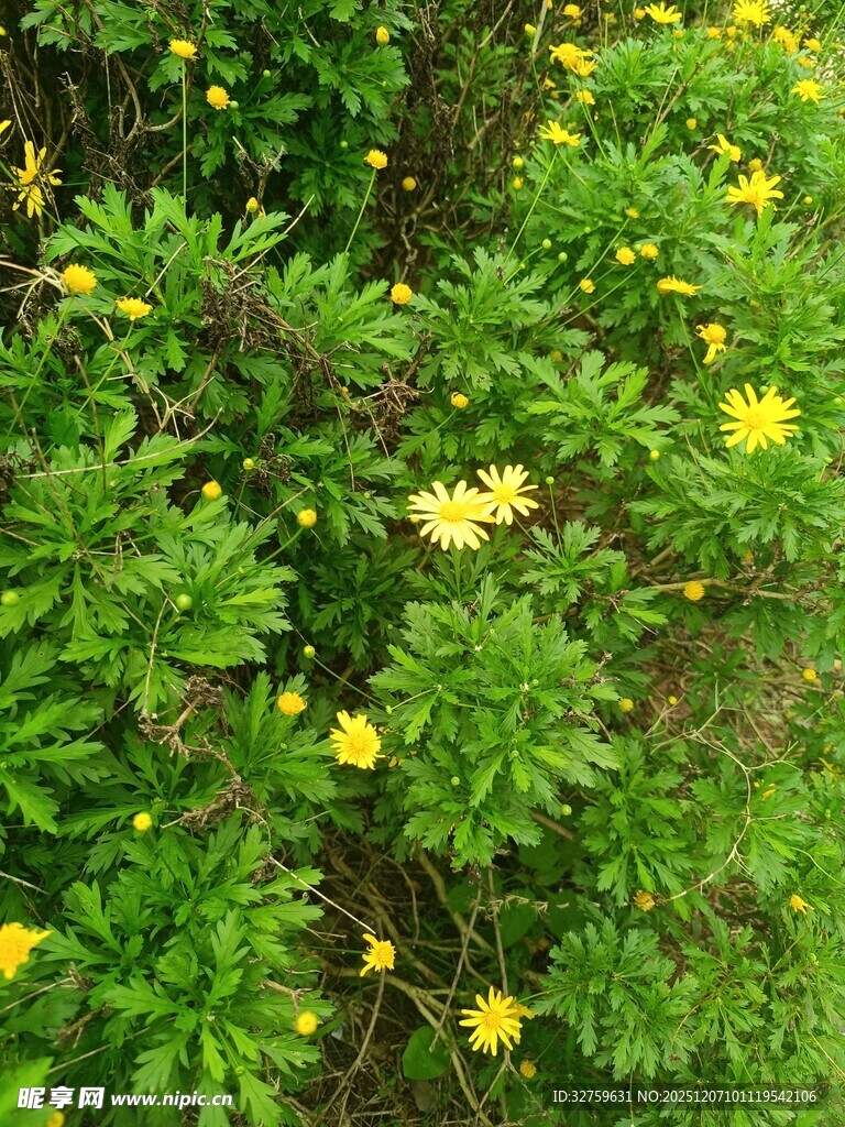 繁茂绿叶间的黄色小花