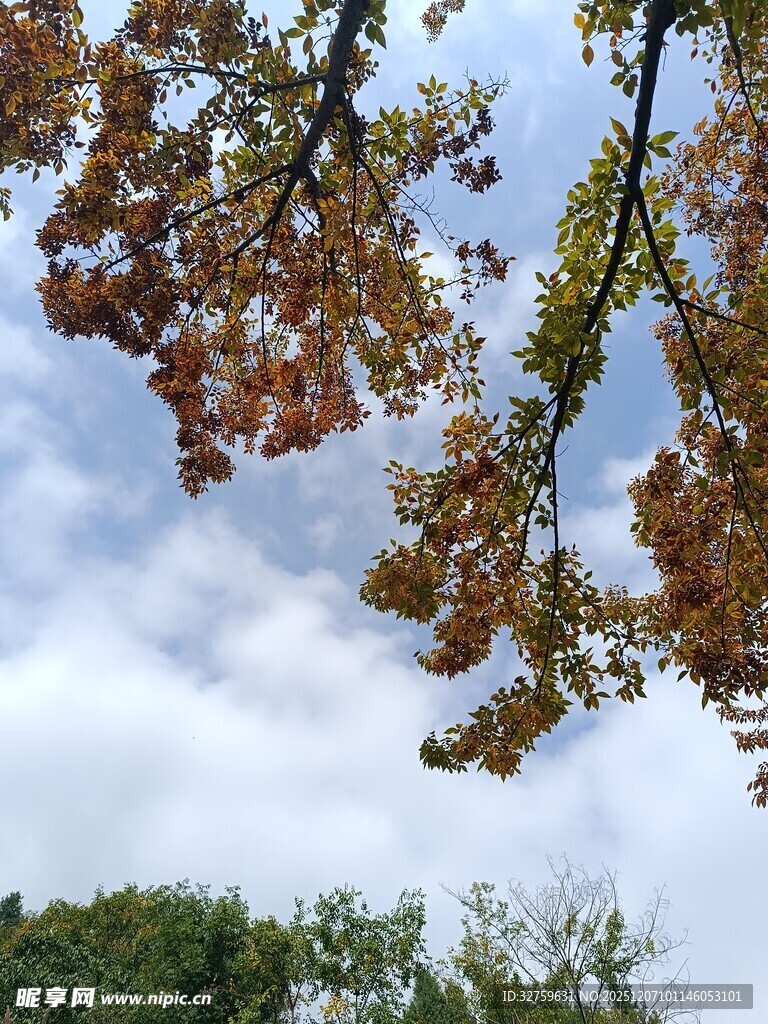 秋日树梢与蓝天白云