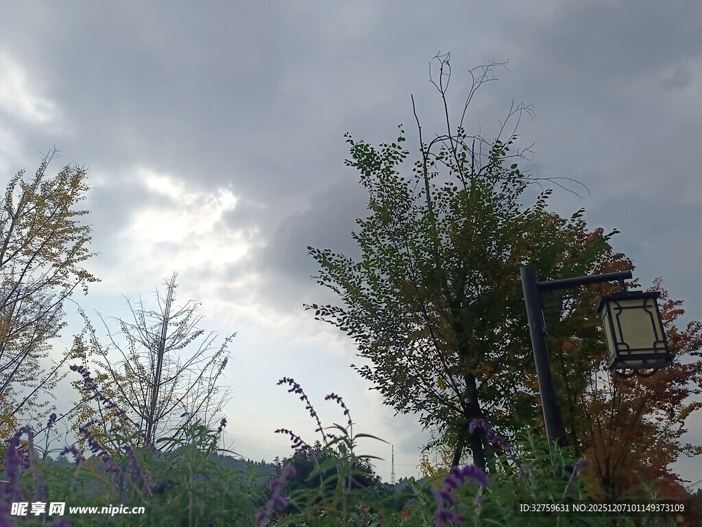 阴天中的树木与花草景观