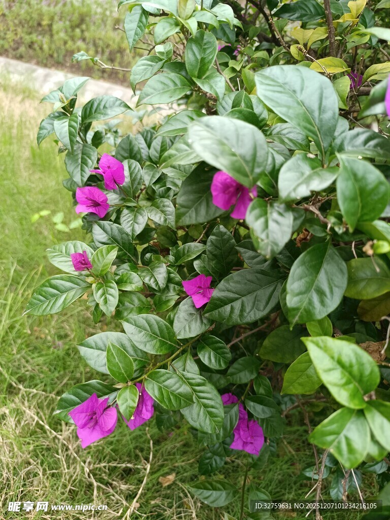 绿叶间绽放的艳丽紫花