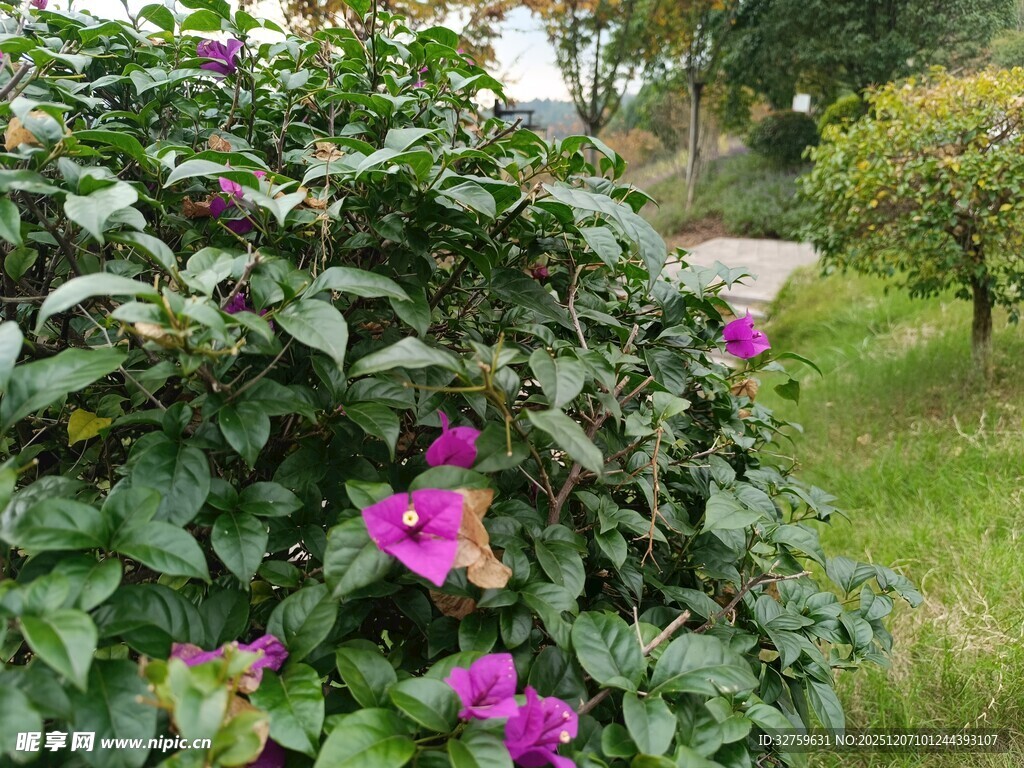 花丛中的艳丽紫色花朵